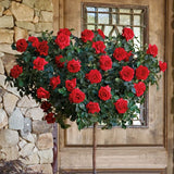 Trandafir Pomisor rosu Royal Red, inflorire repetata