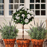 Trandafir Pomisor Alb Royal White, inflorire repetata