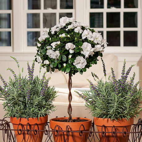 Trandafir Pomisor Alb Royal White, inflorire repetata