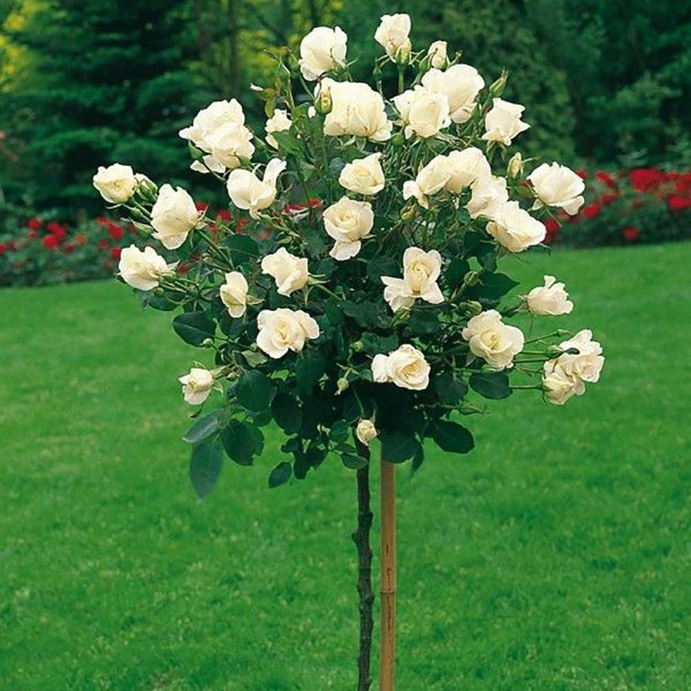 Trandafir Pomisor Alb Royal White, inflorire repetata