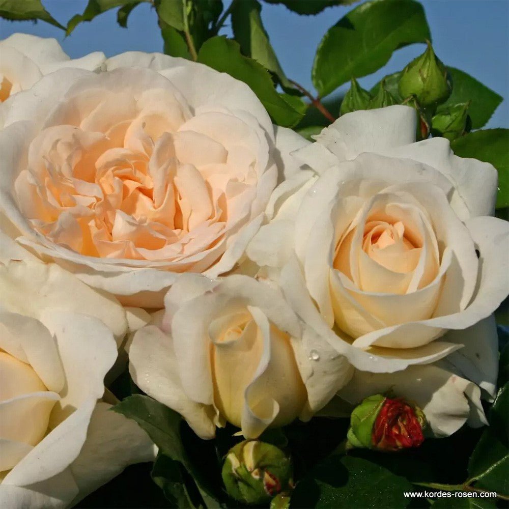 Trandafir floribunda alb Kosmos, cu parfum intens