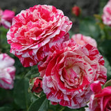 Trandafir Floribunda alb-rosu dungat Abracadabra, inflorire repetata
