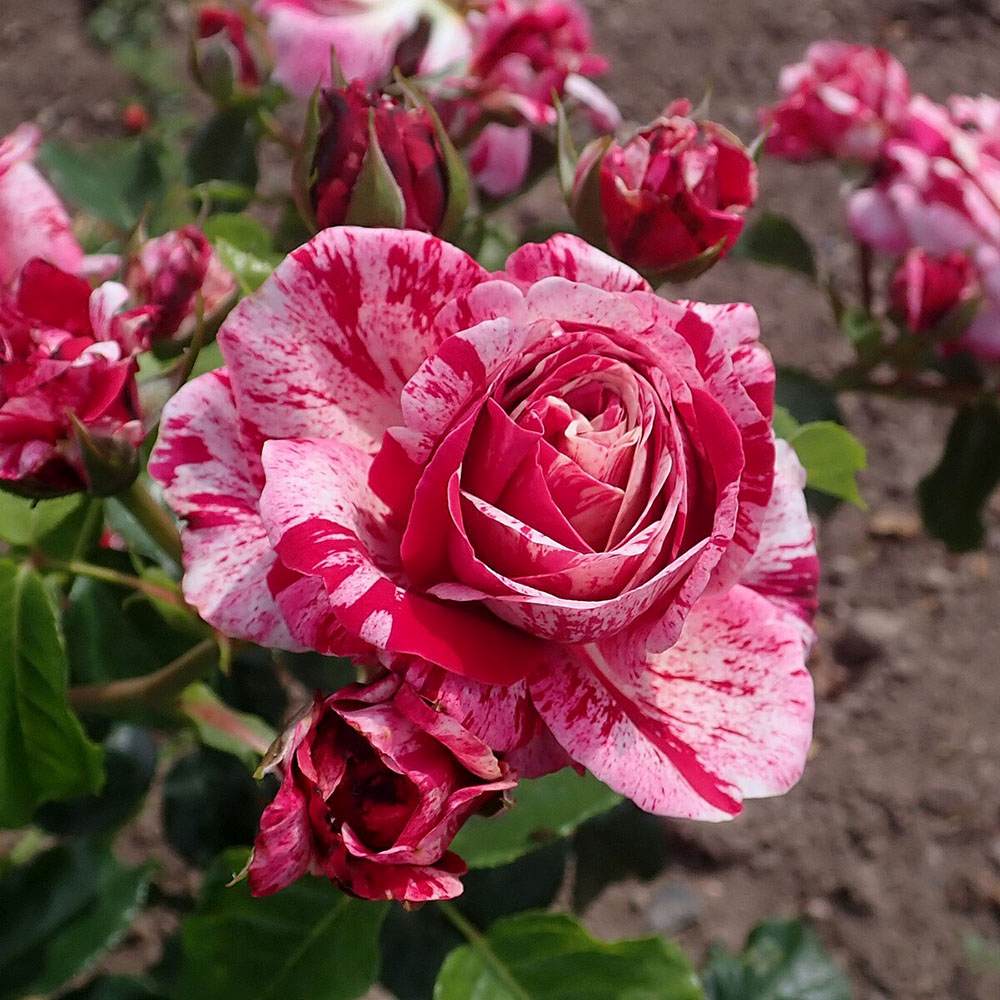 Trandafir Floribunda alb-rosu dungat Abracadabra, inflorire repetata