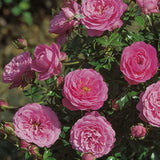Trandafir Pitic Floribunda roz-aprins, Amulett, inflorire repetata