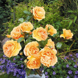 Trandafir Floribunda galben-ambra Bernstein Rose, inflorire repetata