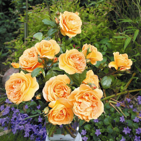 Trandafir Floribunda galben-ambra Bernstein Rose, inflorire repetata