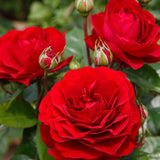 Trandafir Floribunda rosu-catifelat Bordeaux, cu parfum intens
