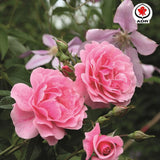 Trandafir Floribunda roz intens Camelot, cu parfum intens