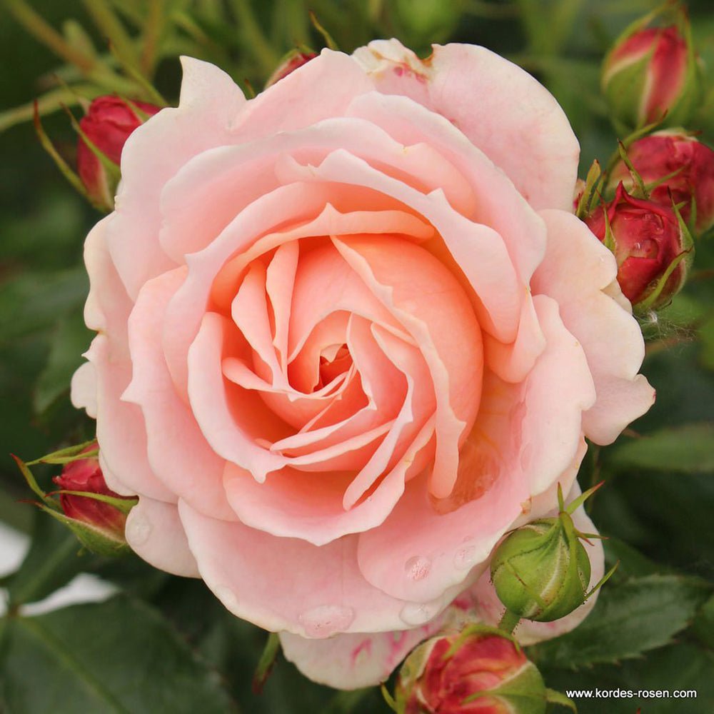 Trandafir Floribunda cais-pastelat Cremosa, inflorire repetata