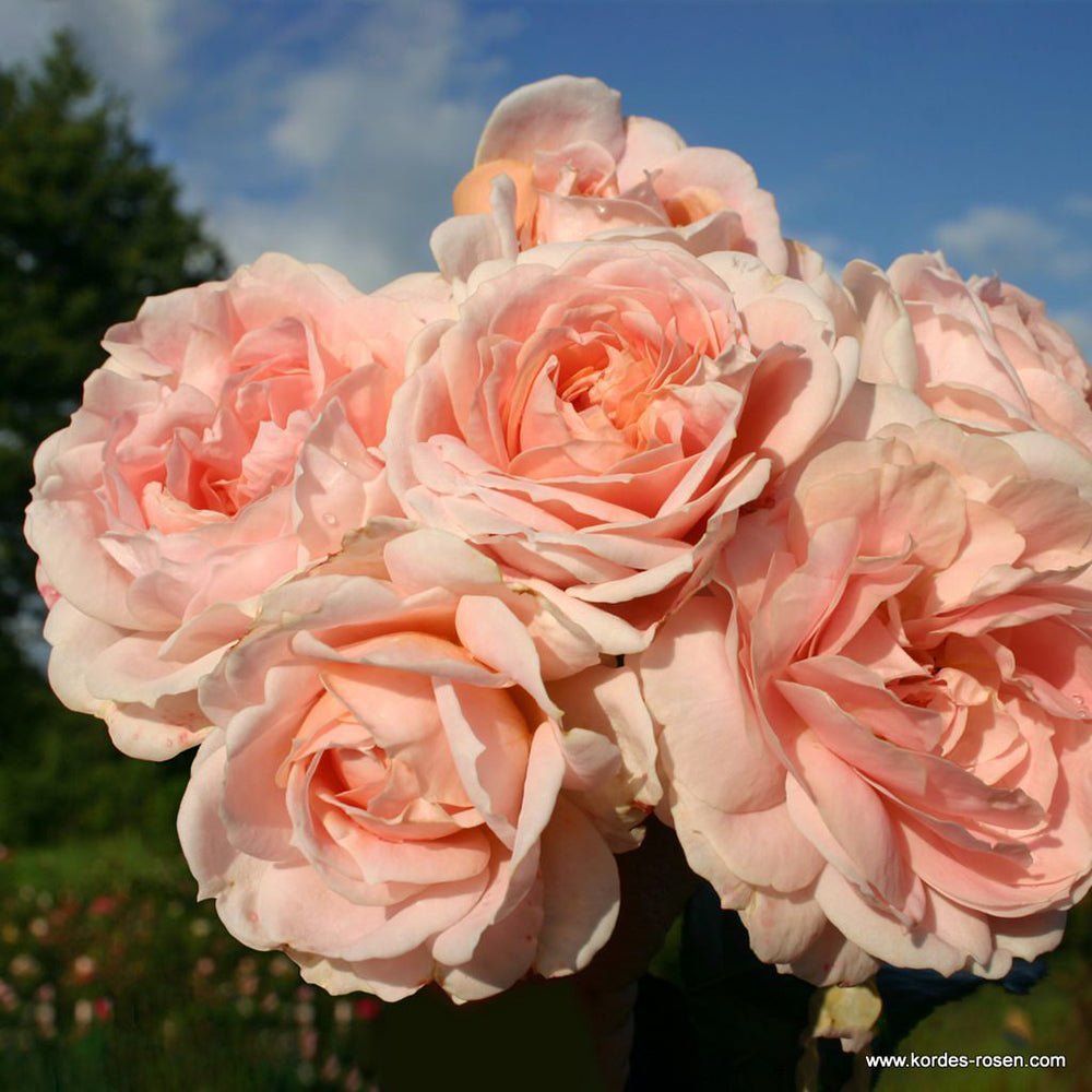 Trandafir Floribunda cais-pastelat Cremosa, inflorire repetata