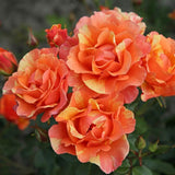 Trandafir Floribunda cupru-cais Lollipop, cu inflorire repetata