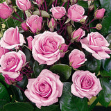 Trandafir Floribunda roz Diadem, inflorire repetata