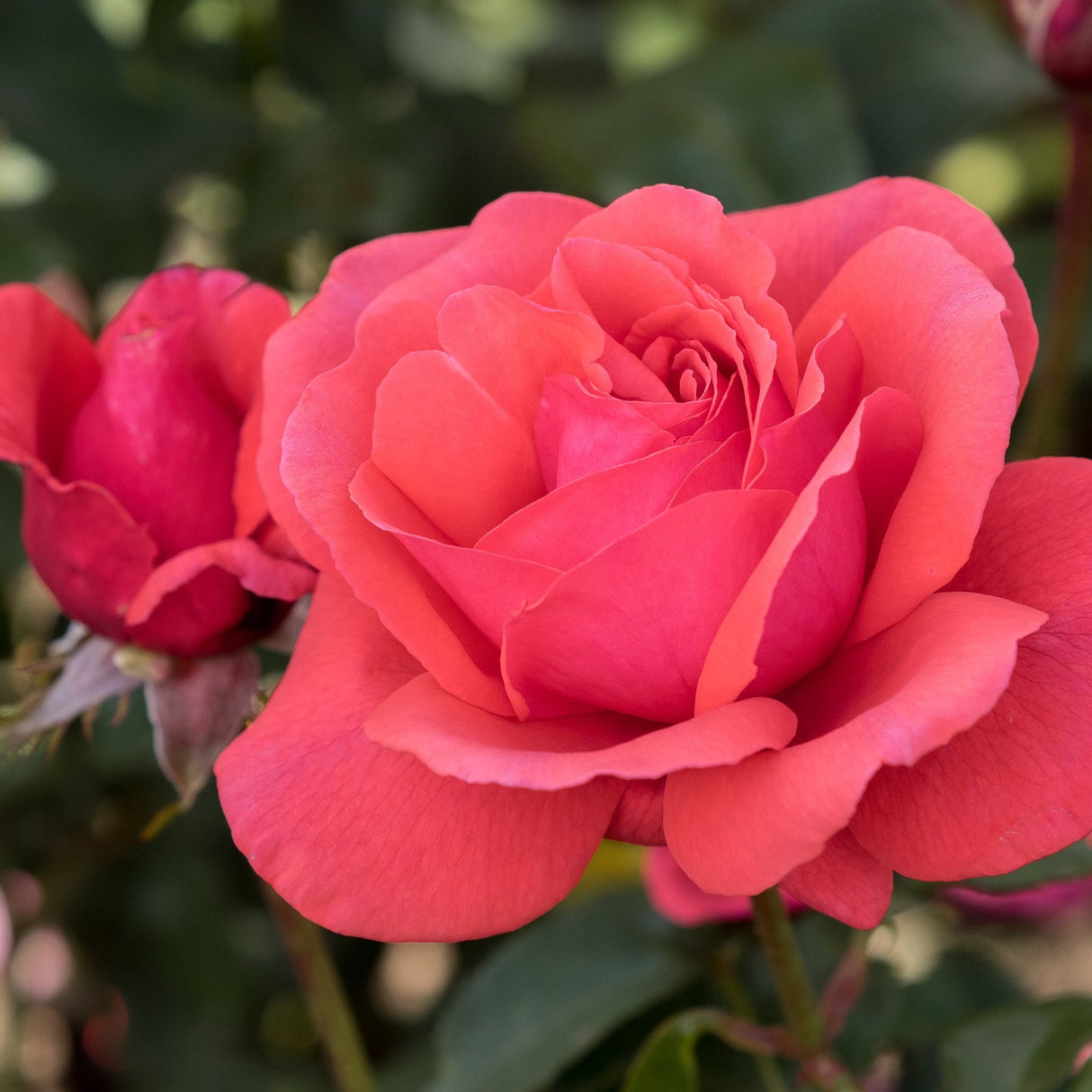 Trandafir Floribunda rosu-coral Duftwolke, cu parfum seducator de intens