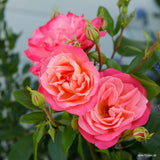 Trandafir Floribunda apricot-cais Enjoy, inflorire repetata