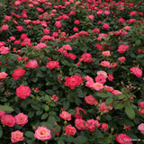Trandafir Floribunda apricot-cais Enjoy, inflorire repetata