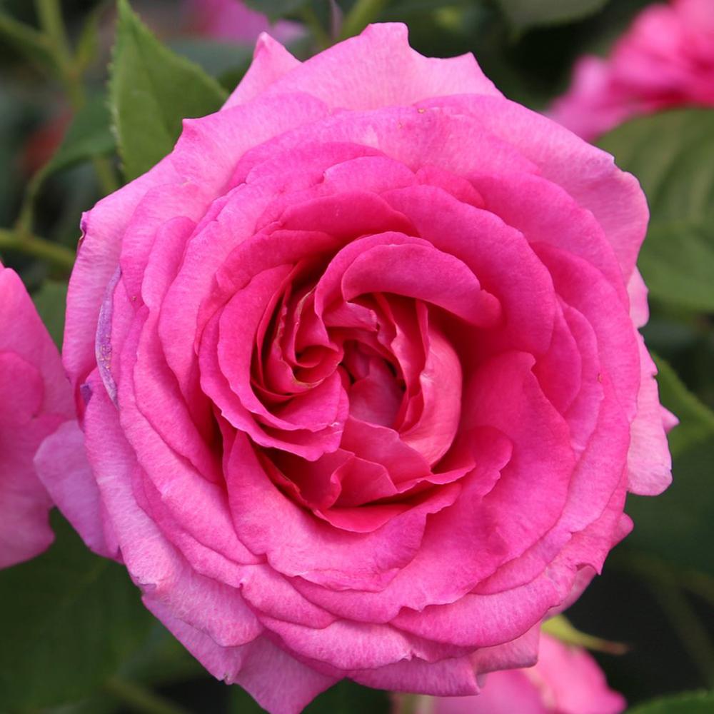 Trandafir Floribunda roz-inchis pink Fraeulein Marie, cu parfum intens