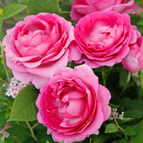 Trandafir Floribunda roz-inchis pink Fraeulein Marie, cu parfum intens