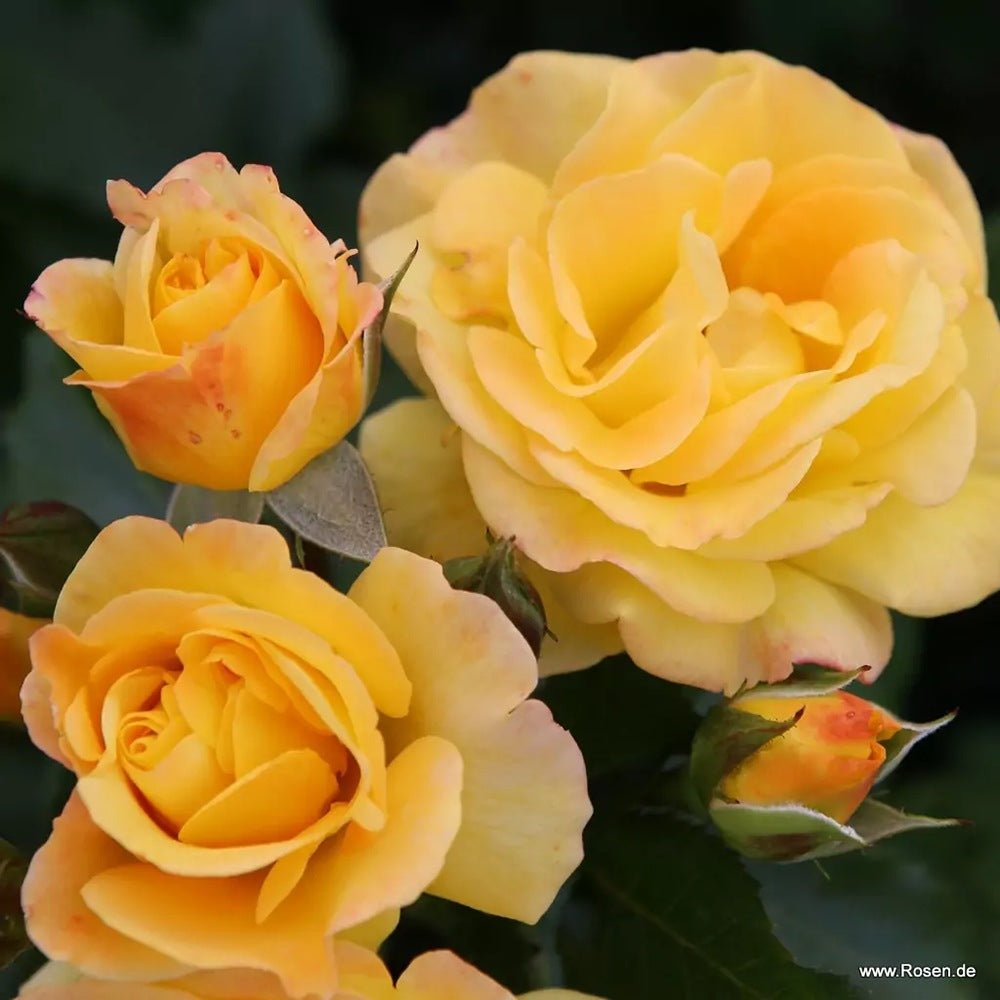 Trandafir Floribunda galben cu marginii rosu Bright Smiles, inflorire repetata