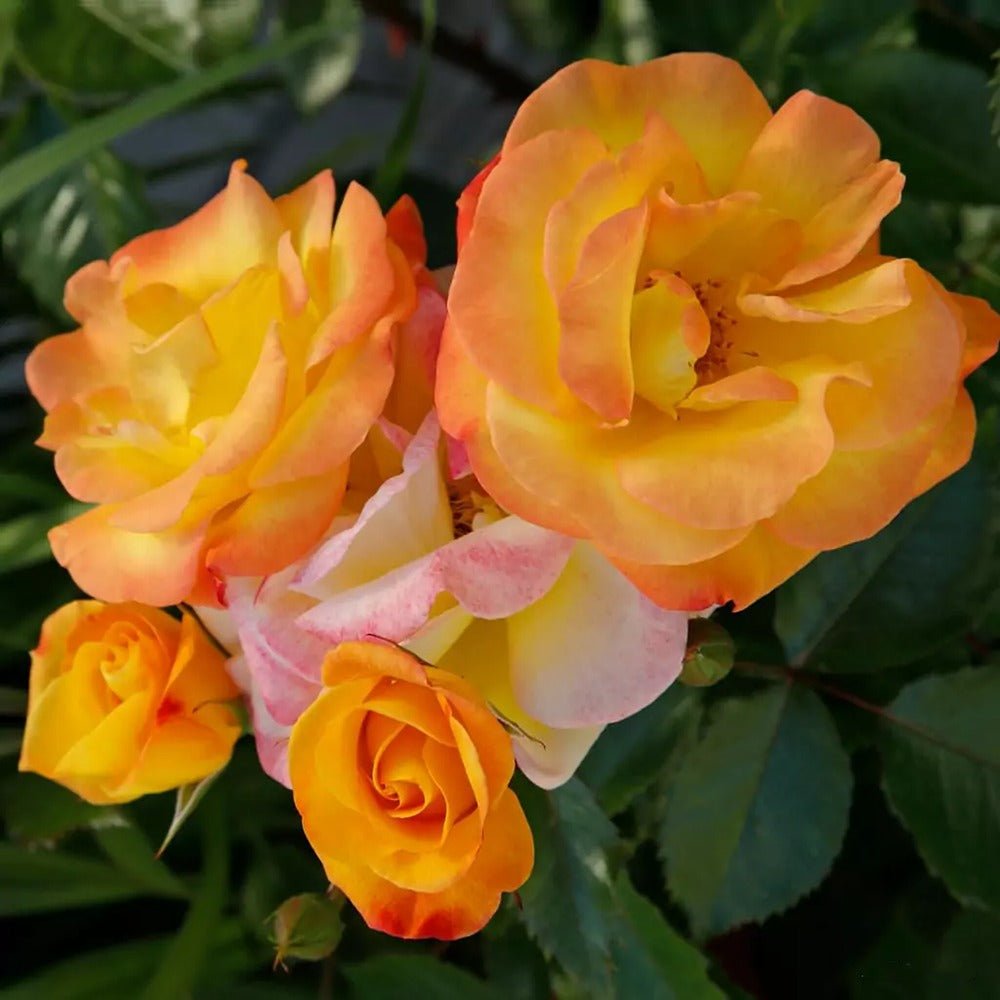 Trandafir Floribunda galben cu marginii rosu Bright Smiles, inflorire repetata