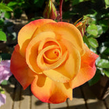 Trandafir Floribunda galben cu marginii rosu Bright Smiles, inflorire repetata
