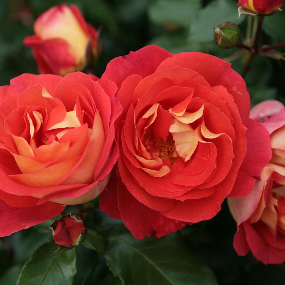 Trandafir Floribunda galben-portocaliu Gebrüder Grimm, inflorire repetata