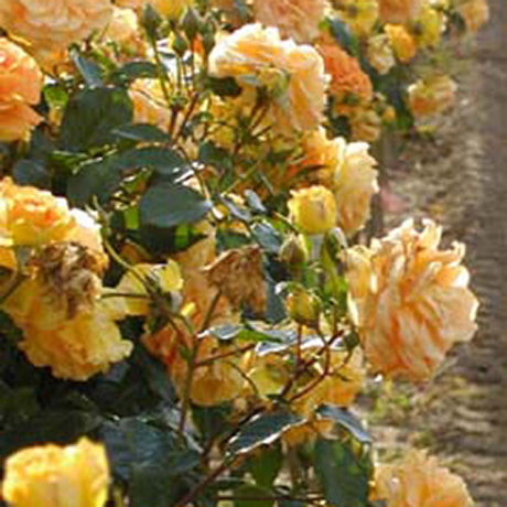 Trandafir Floribunda galben-portocaliu Goldelse, cu parfum intens