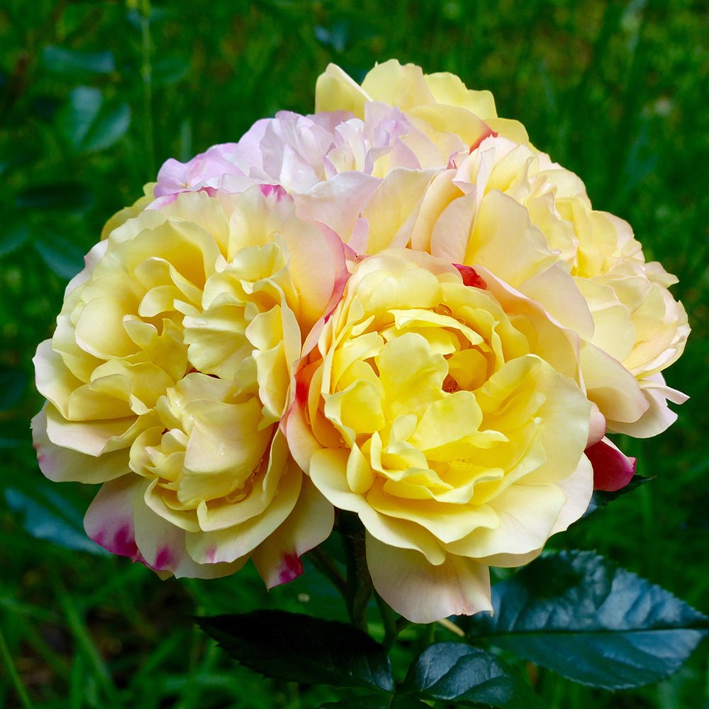 Trandafir Floribunda galben-rosu Lampion, inflorire repetata