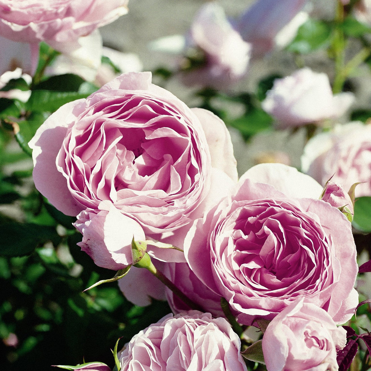 Trandafir Floribunda roz-pal Gartentraume, parfum intens