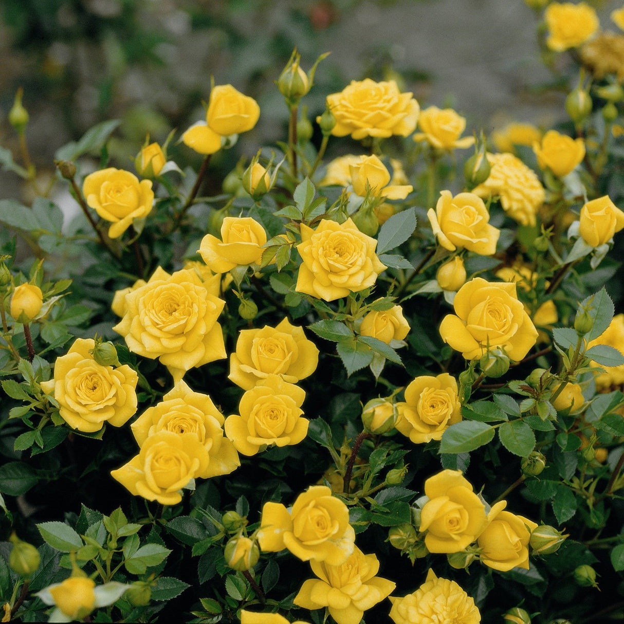 Trandafir Pitic Floribunda galben-aurie Goldjuwel, inflorire repetata
