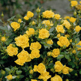 Trandafir Pitic Floribunda galben-aurie Goldjuwel, inflorire repetata