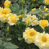 Trandafir Floribunda galben-aurie Goldquelle, inflorire repetata