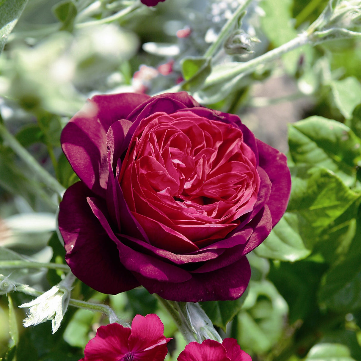 Trandafir Floribunda rosu-bordeaux Grafin Von Hardenberg, cu parfum intens