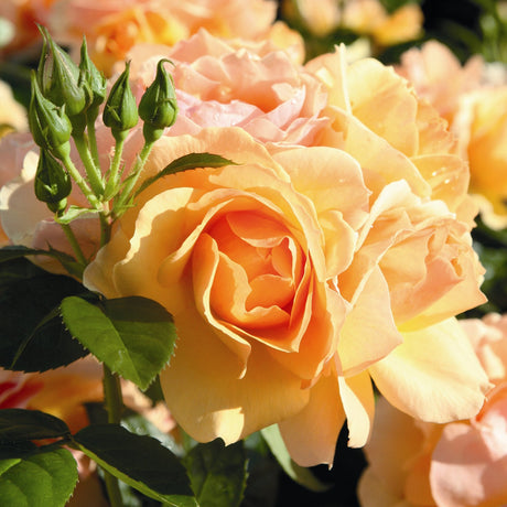 Rose Floribunda кехлибар-кайсия Hansestadt Rostock, повтарящ се цъфтеж