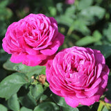 Trandafir Floribunda violet Heidi Klum, parfum intens