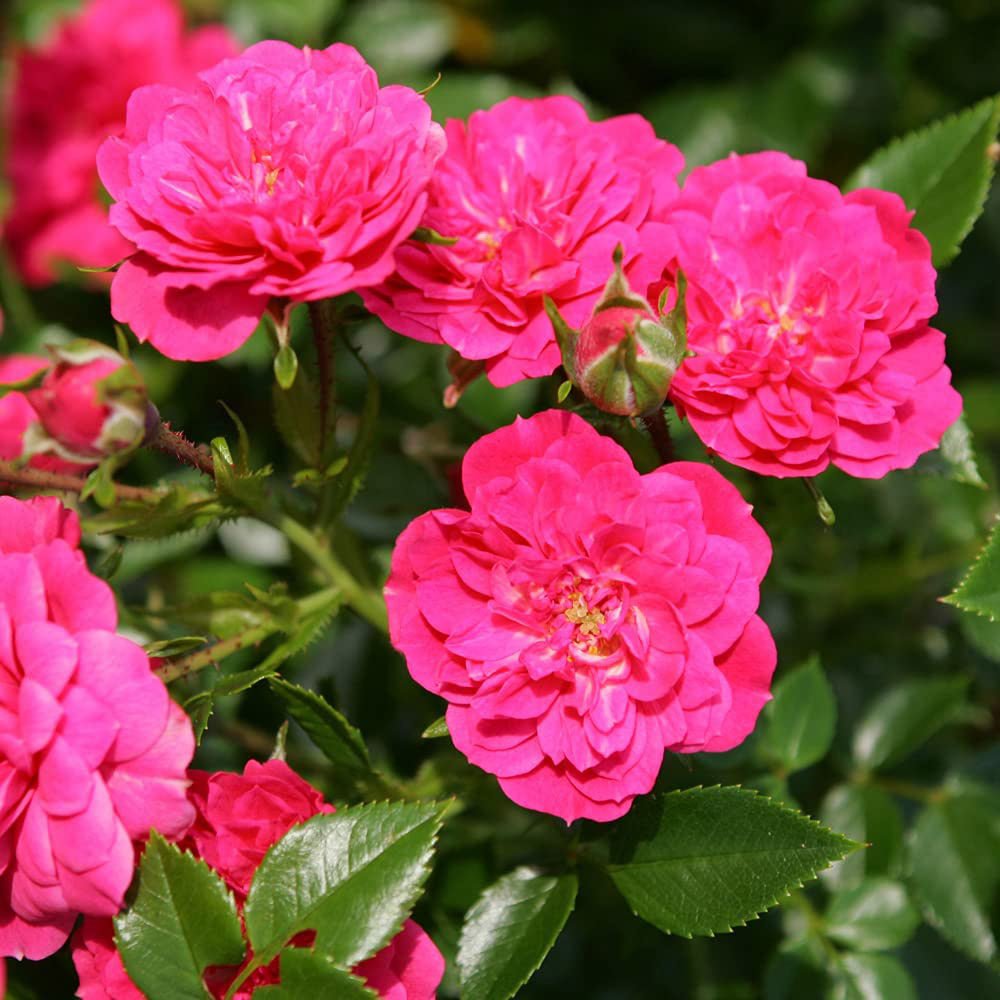 Trandafir Floribunda acoperitor roz-intens Knirps, inflorire repetata