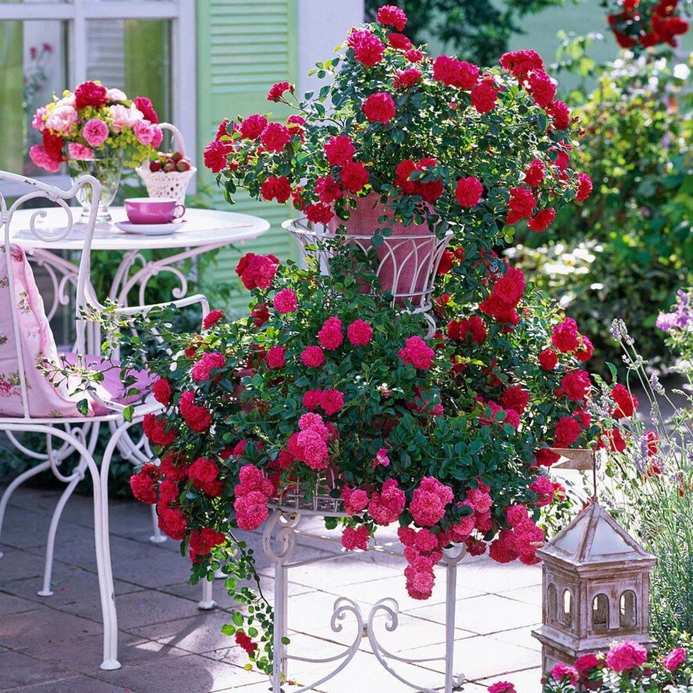 Trandafir Floribunda acoperitor roz-intens Knirps, inflorire repetata
