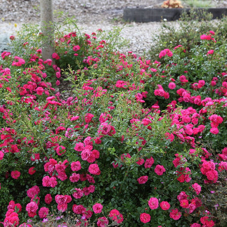 Trandafir Floribunda acoperitor roz-intens Knirps, inflorire repetata