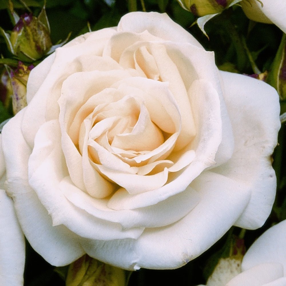 Trandafir Floribunda alb-roz pal La Paloma 85, inflorire repetata