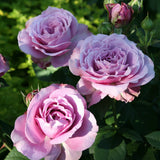 Trandafir Floribunda lavanda-argintiu Lavender Ice, inflorire repetata