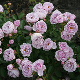 Trandafir Floribunda liliachiu Nautika, inflorire repetata