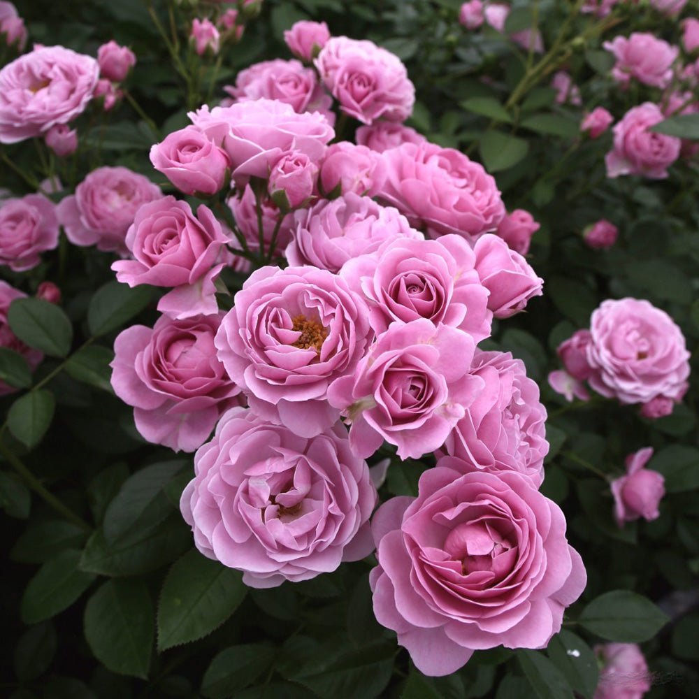 Trandafir Floribunda liliachiu Nautika, inflorire repetata