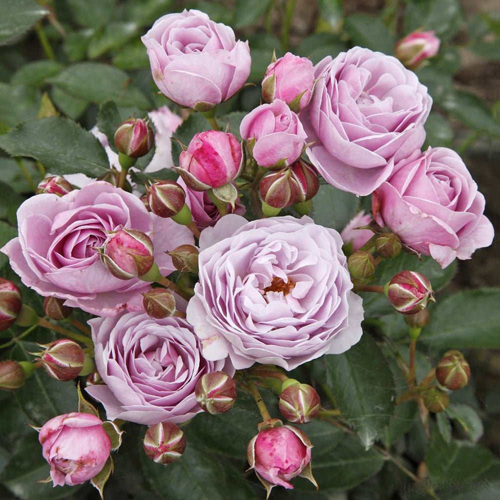 Trandafir Floribunda liliachiu Nautika, inflorire repetata
