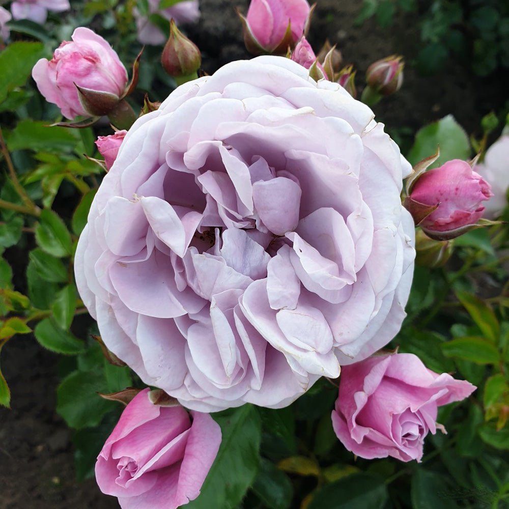 Trandafir Floribunda liliachiu Nautika, inflorire repetata