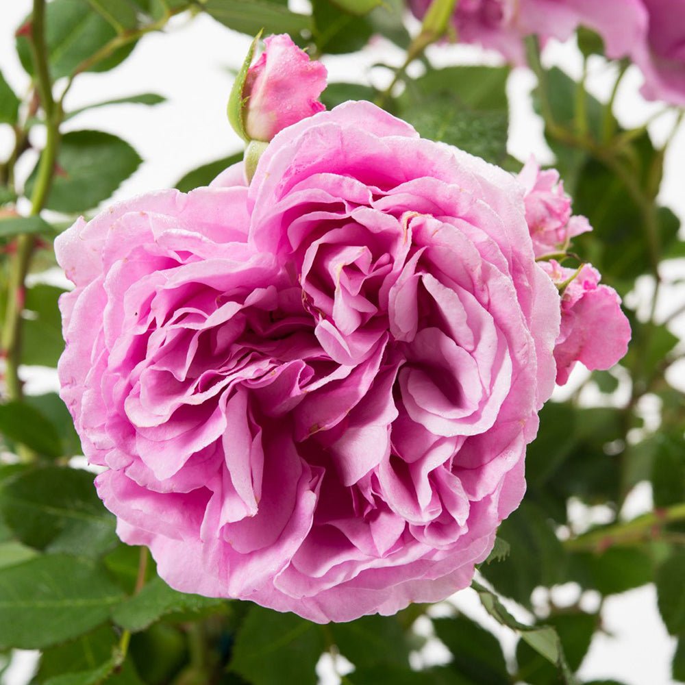 Trandafir Floribunda violet-deschis Lilac Topaz, inflorire repetata