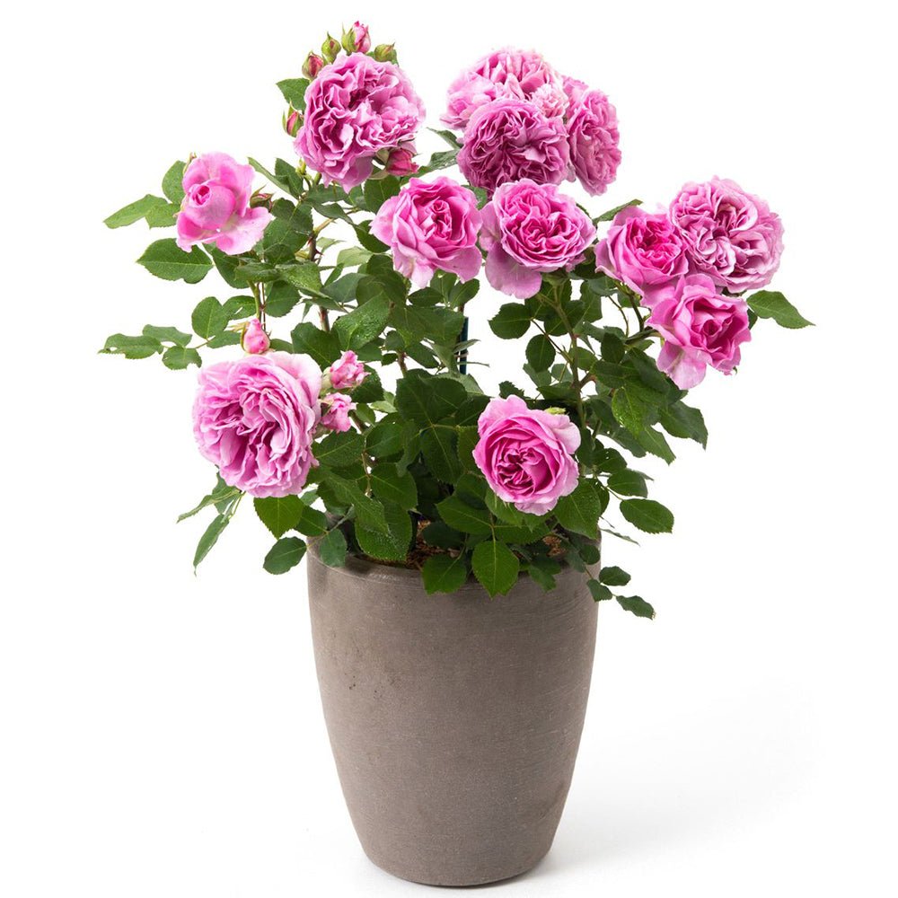 Trandafir Floribunda violet-deschis Lilac Topaz, inflorire repetata