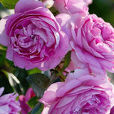 Trandafir Floribunda violet-deschis Lilac Topaz, inflorire repetata
