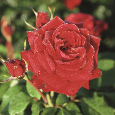 Trandafir Floribunda rosu-burgund Lubecker Rotspon, inflorire repetata