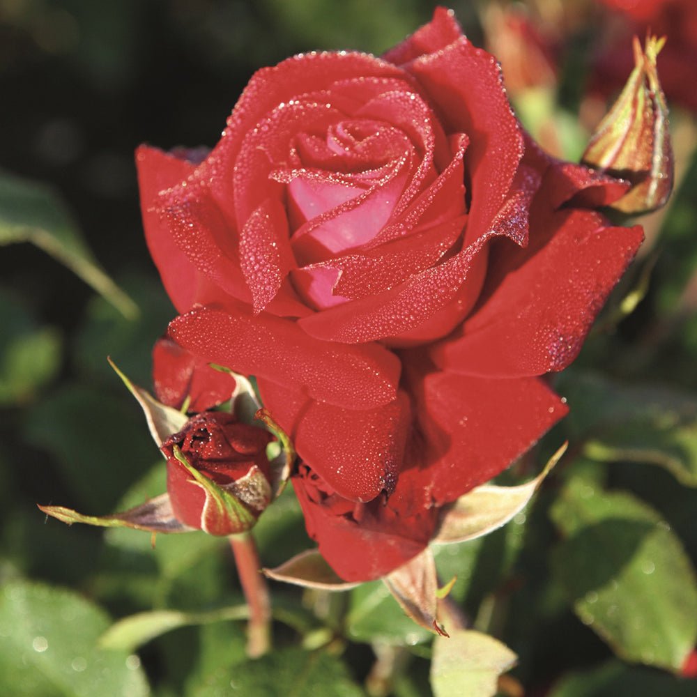 Trandafir Floribunda rosu-burgund Lubecker Rotspon, inflorire repetata