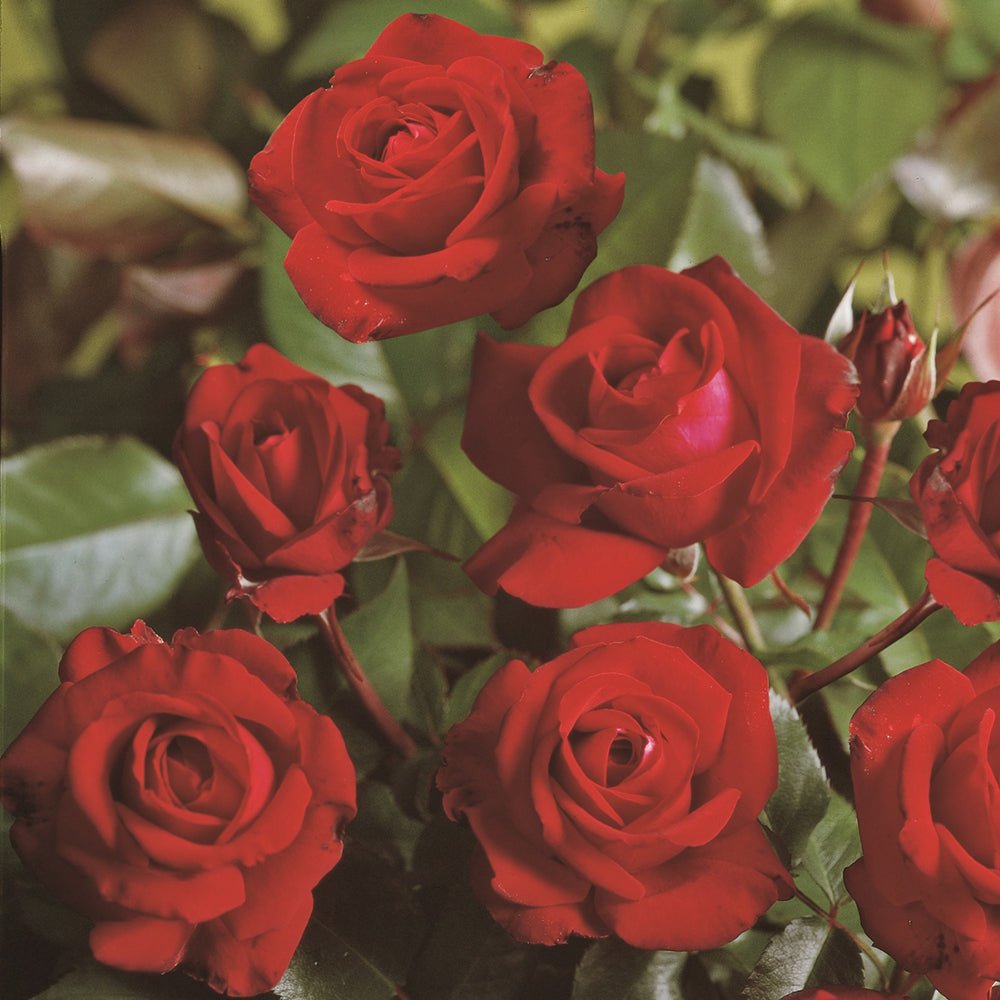Trandafir Floribunda rosu-burgund Lubecker Rotspon, inflorire repetata