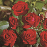 Trandafir Floribunda rosu-burgund Lubecker Rotspon, inflorire repetata